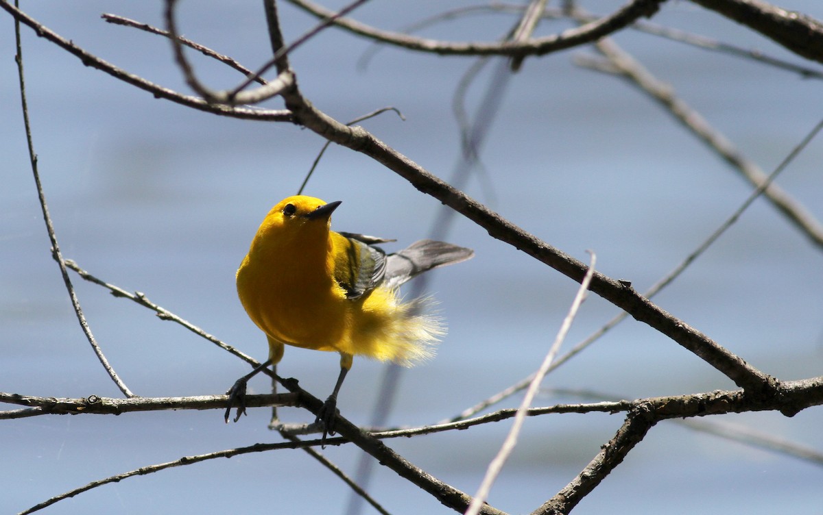Prothonotary Warbler - ML42918071