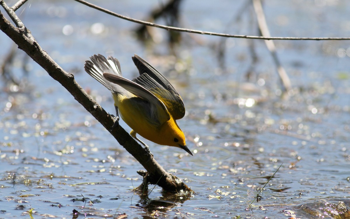 Prothonotary Warbler - ML42918141