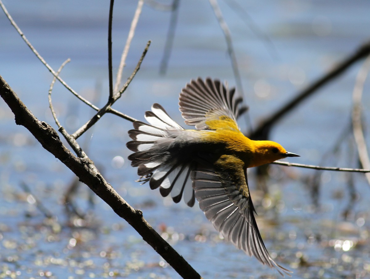 Prothonotary Warbler - ML42918211
