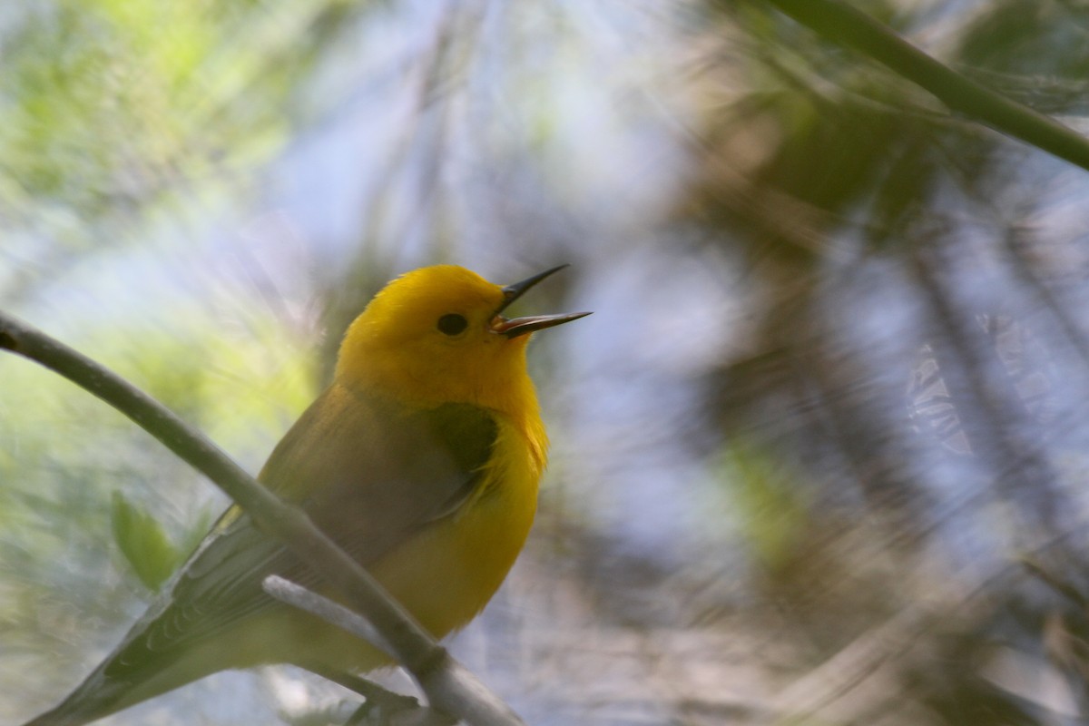 Prothonotary Warbler - ML42918291