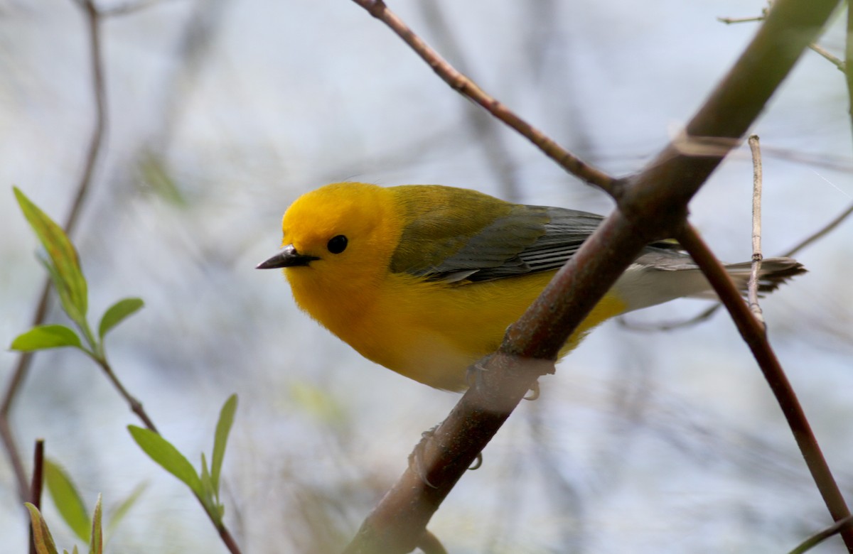 Prothonotary Warbler - ML42918301