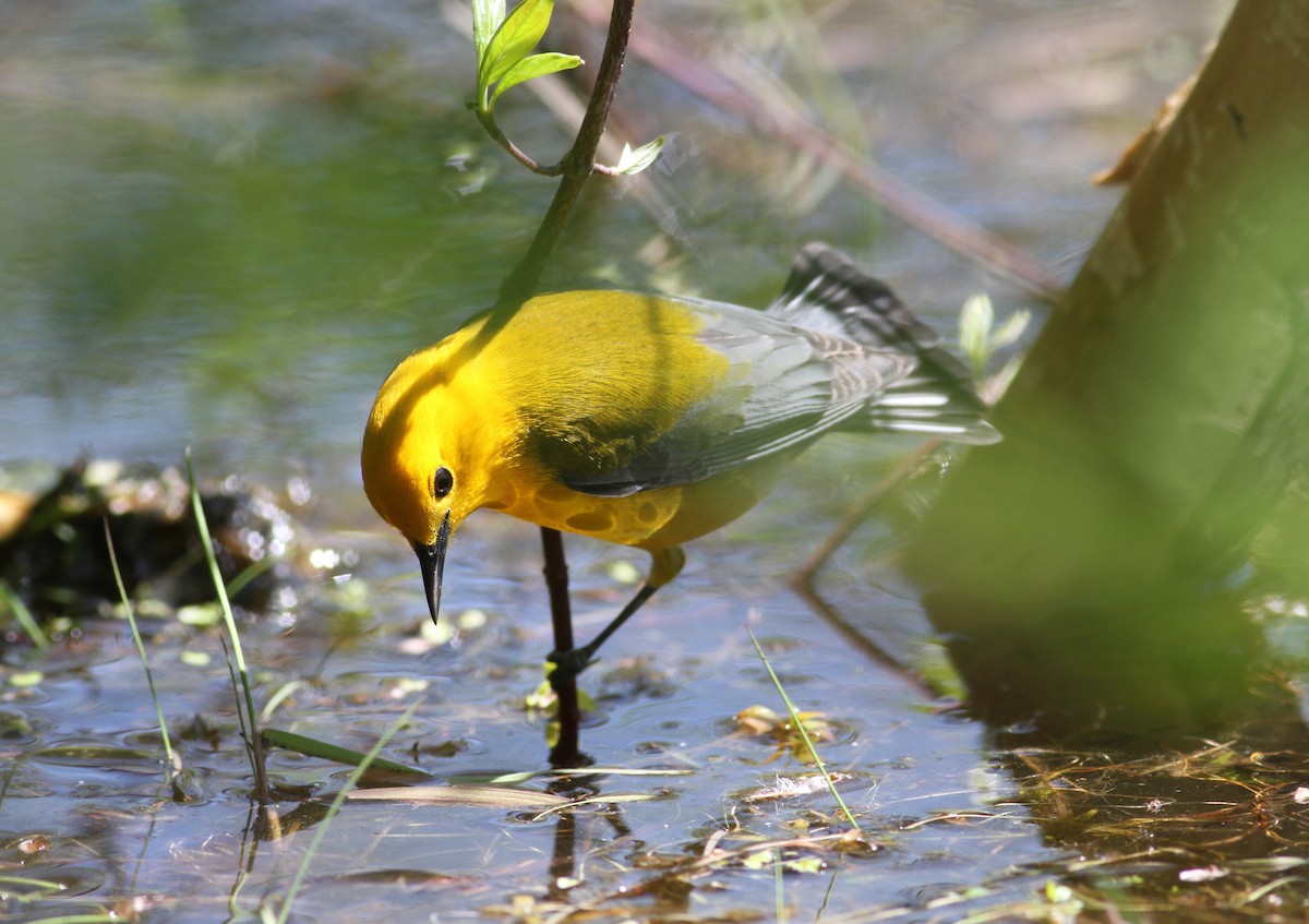 Prothonotary Warbler - ML42918331