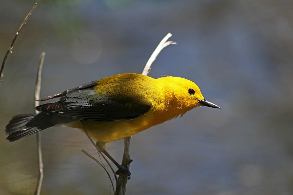 Prothonotary Warbler - ML42918421