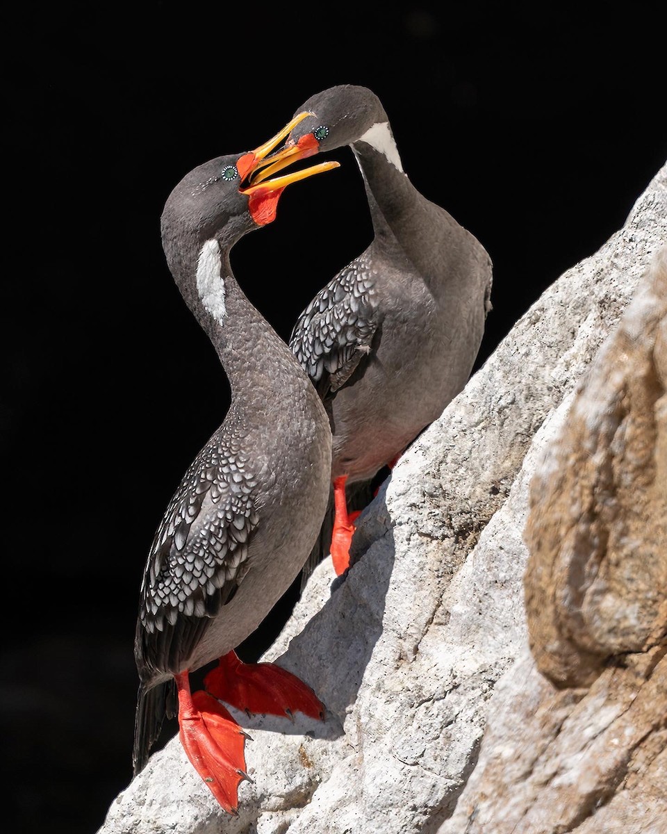Red-legged Cormorant - Mathias Jacob Dunner