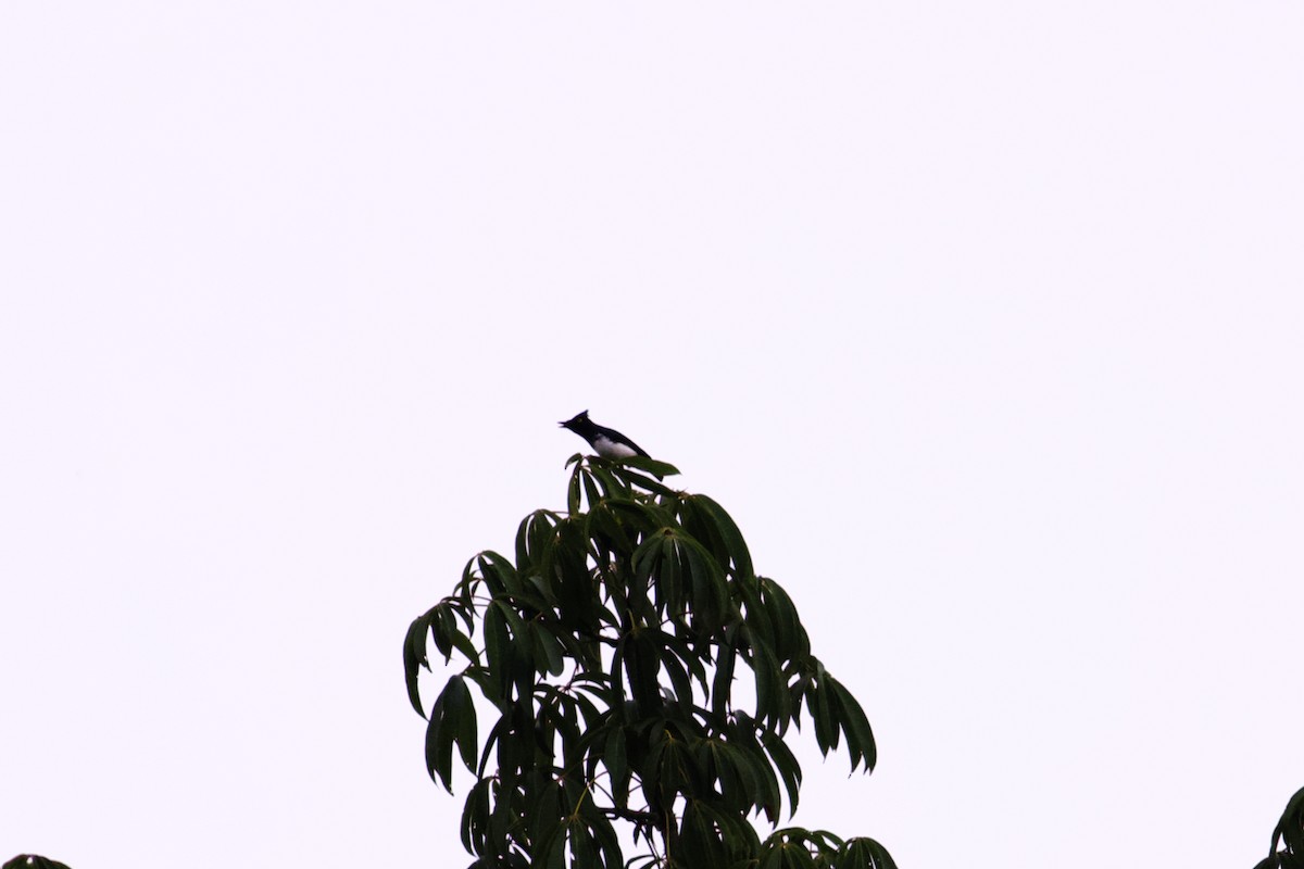 Black-and-white Shrike-flycatcher - Erik Groth-Andersen