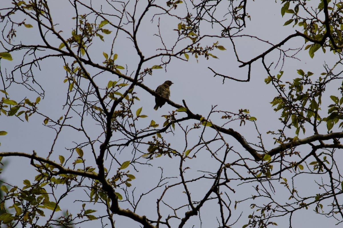 Yellow-footed Honeyguide - ML429188471