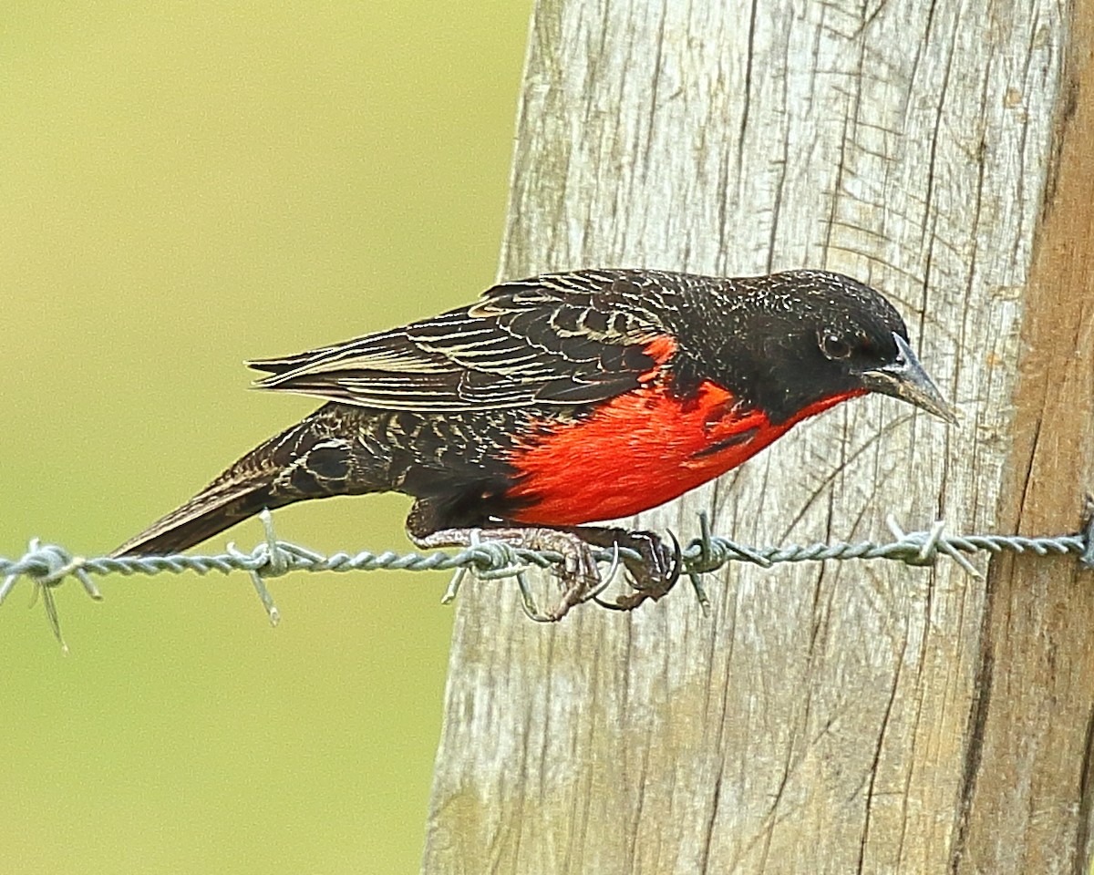 Red-breasted Meadowlark - ML429191201