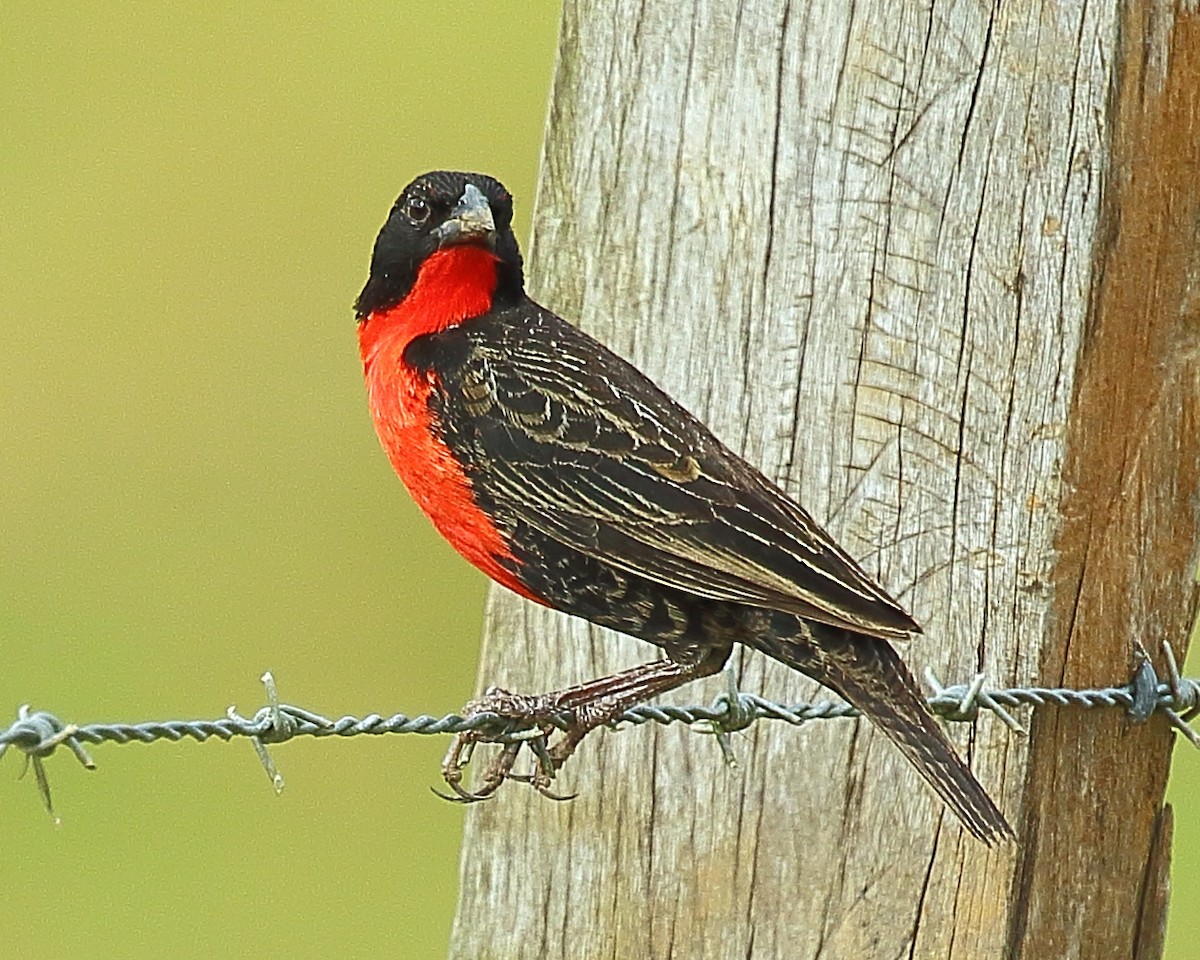 Red-breasted Meadowlark - Ryan Candee