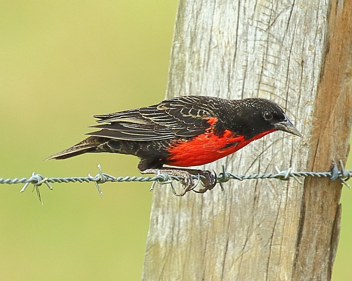 Red-breasted Meadowlark - ML429191221