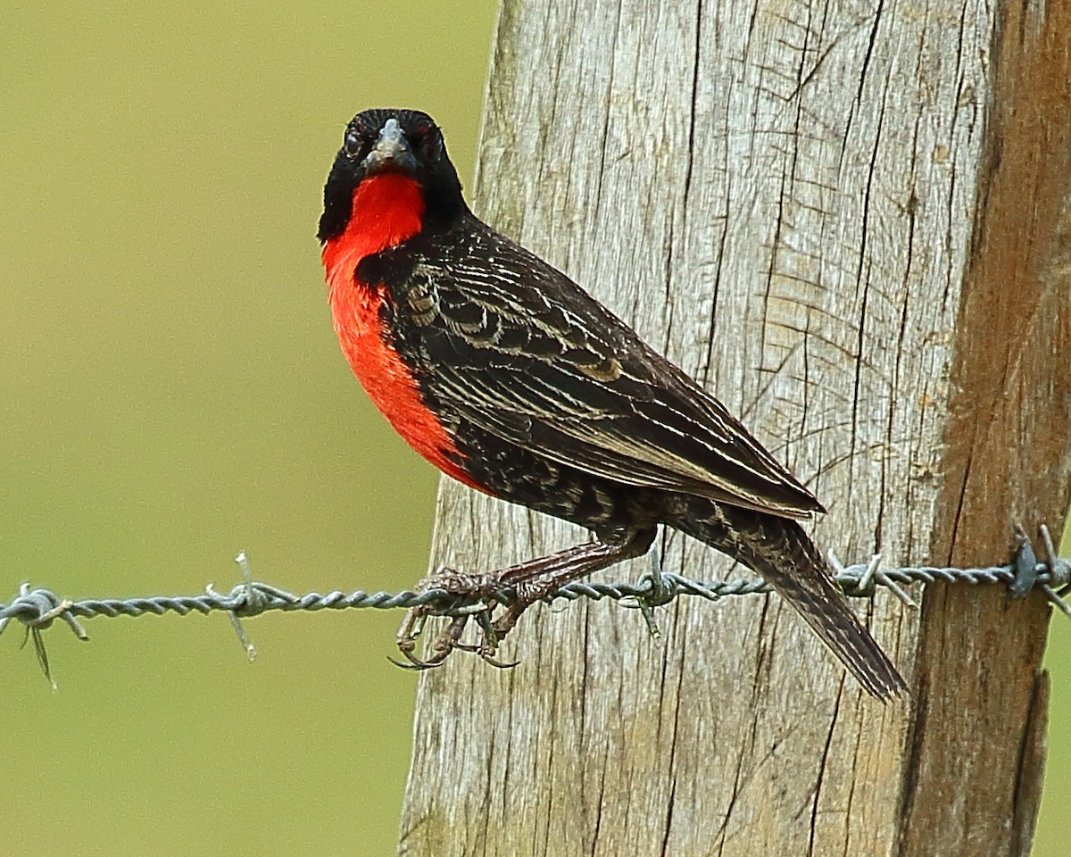Red-breasted Meadowlark - ML429191231