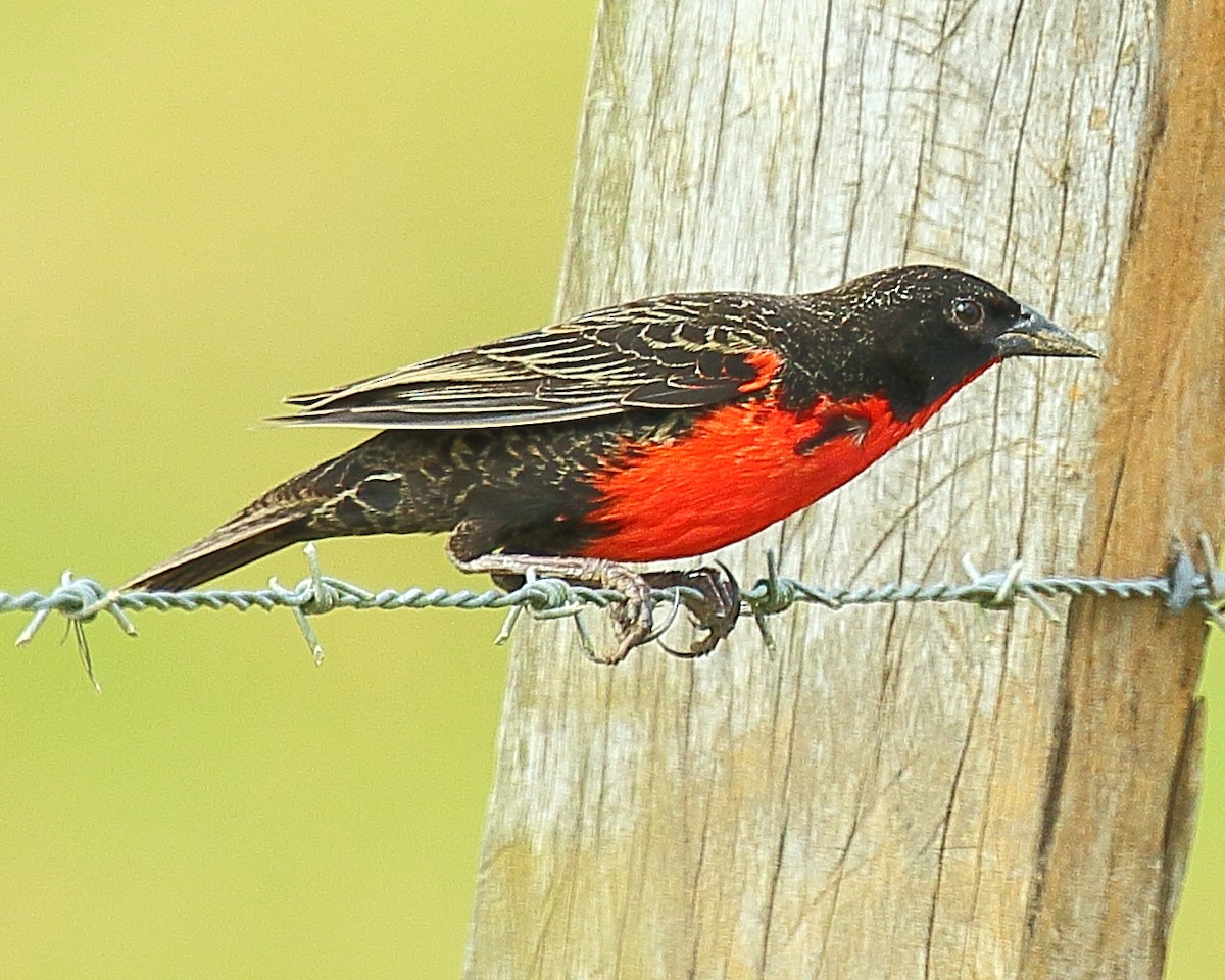 Red-breasted Meadowlark - Ryan Candee