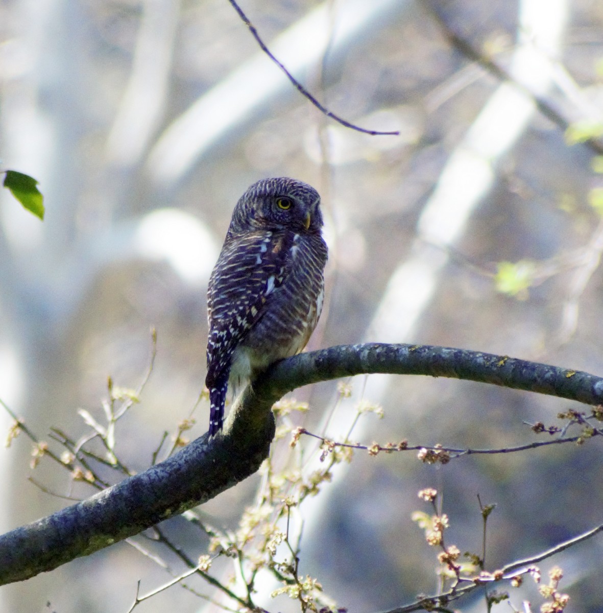 Collared Owlet - ML429192791