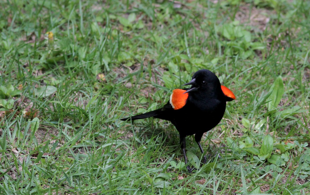 Red-winged Blackbird (Red-winged) - ML42919911