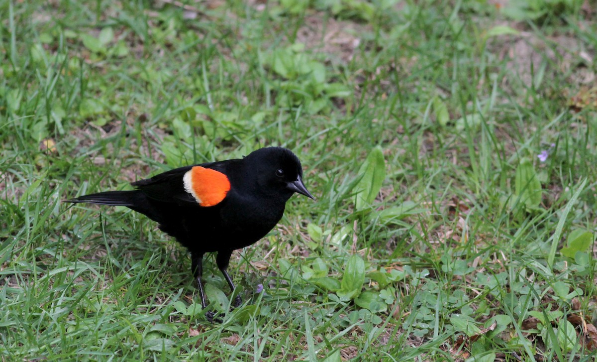Red-winged Blackbird (Red-winged) - Jay McGowan
