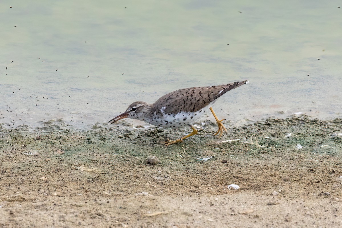 ML429208501 Spotted Sandpiper Macaulay Library   1200