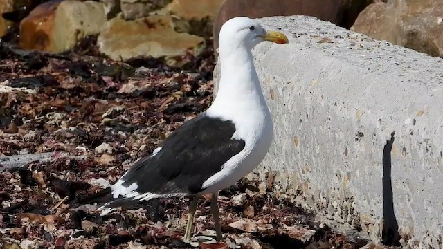 Kelp Gull (vetula) - ML429208981