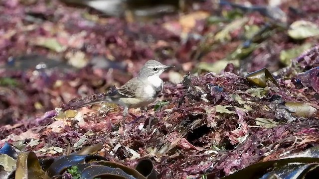 Cape Wagtail - ML429210241