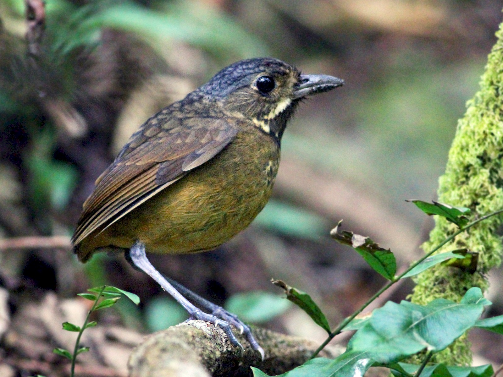 Scaled Antpitta - Andrew Spencer