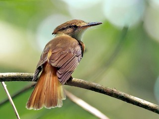 royal flycatcher