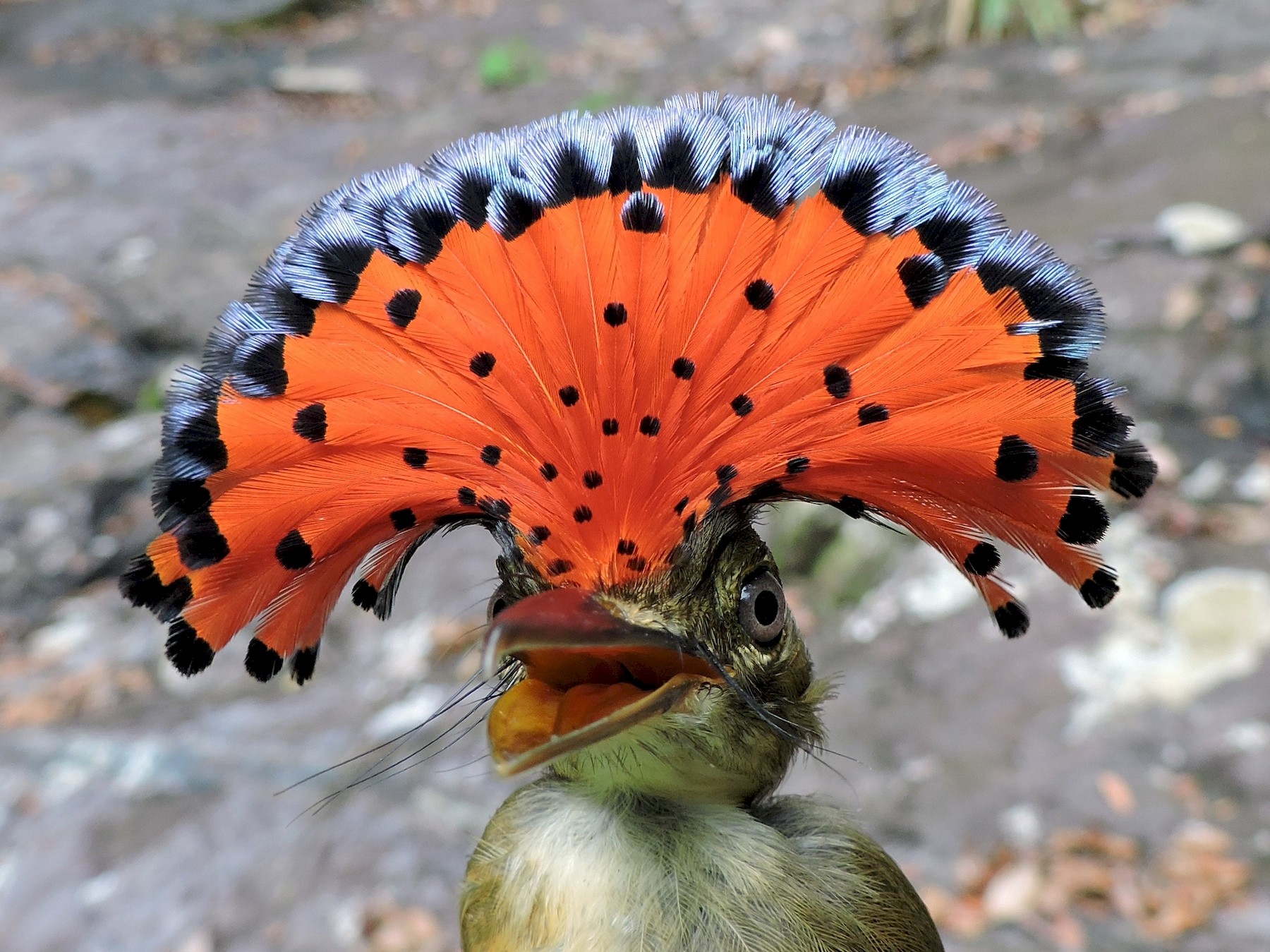 royal flycatcher