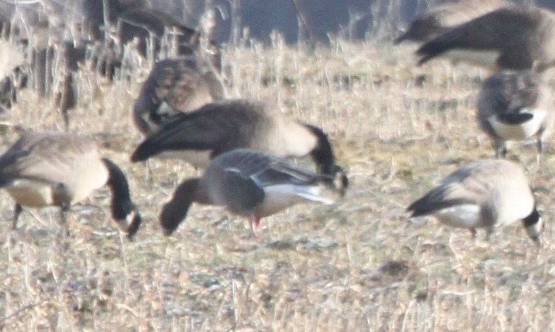 Pink-footed Goose - ML42922191
