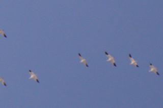 Ross's Goose, ML42922311