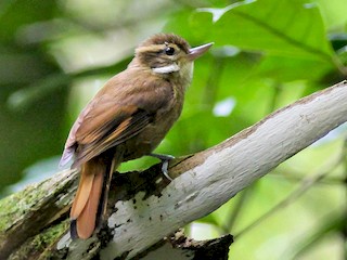 Plain Xenops - Xenops minutus - Birds of the World