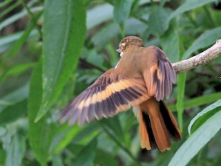 Northern Plain-Xenops - eBird