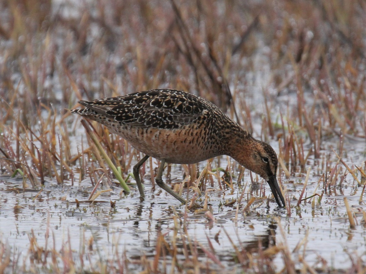 Long-billed Dowitcher - ML429226731