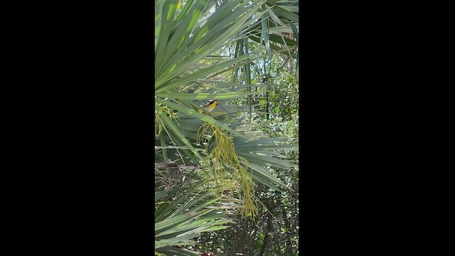 Yellow-throated Warbler - ML429228361