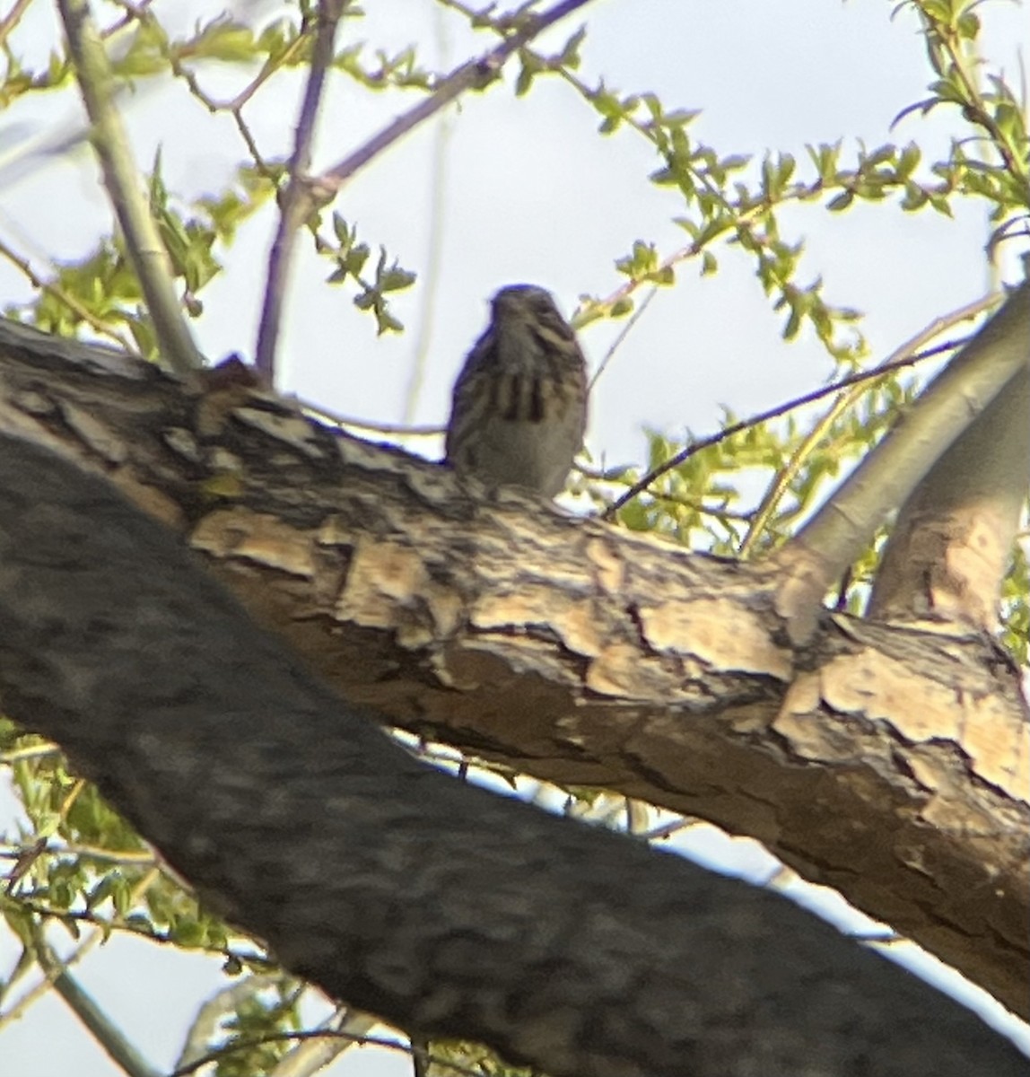 Savannah Sparrow - ML429228611