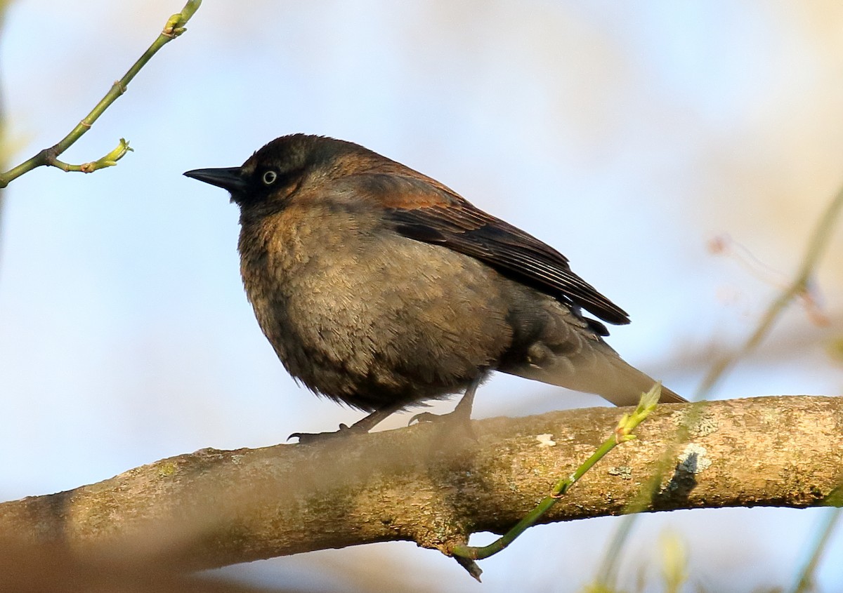 Rusty Blackbird - Nik Teichmann