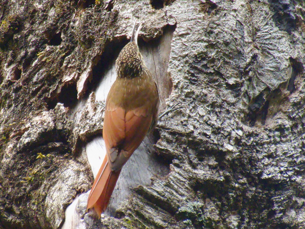Spot-crowned Woodcreeper - Sebastián Pardo