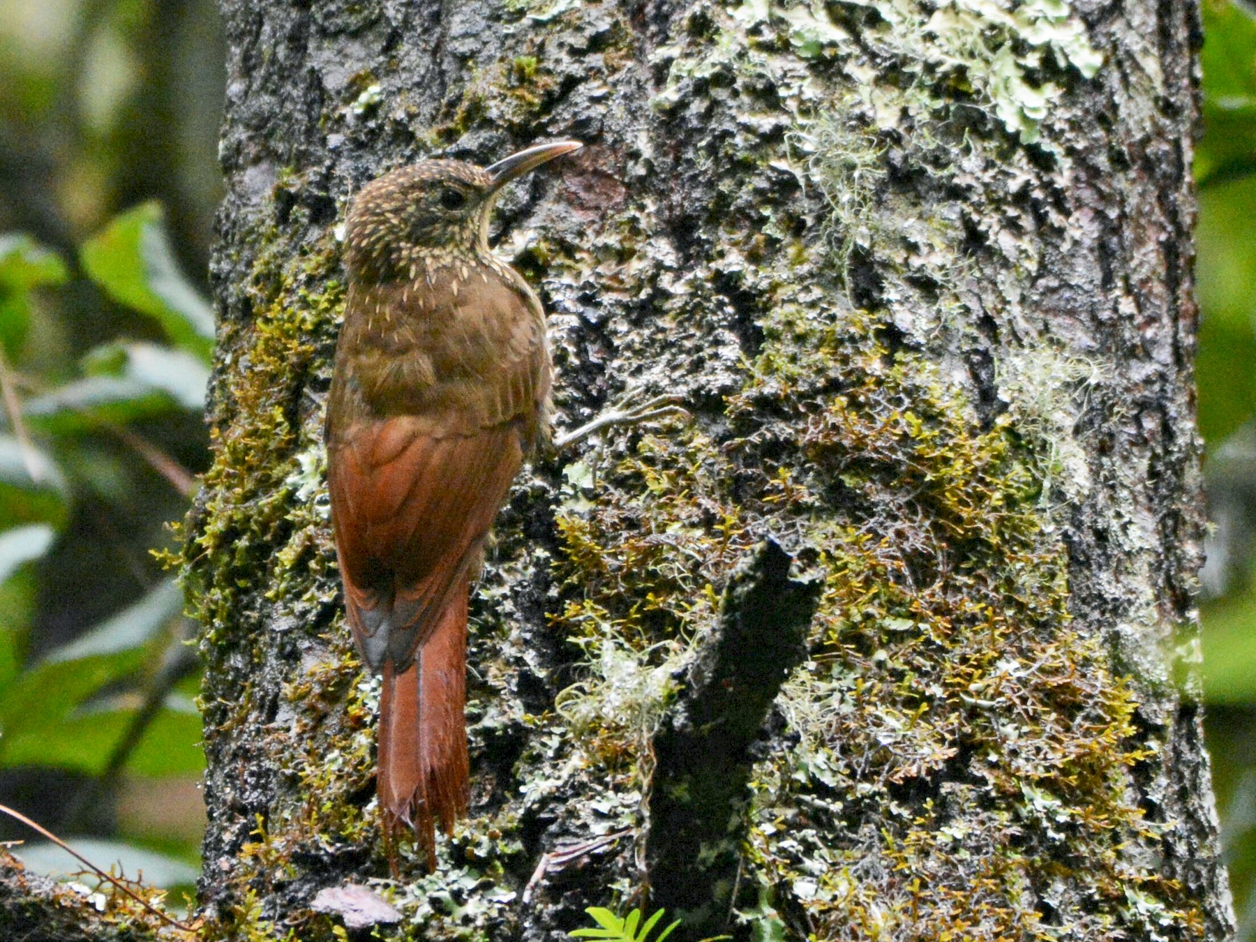Spot-crowned Woodcreeper - Maria Jose Lou