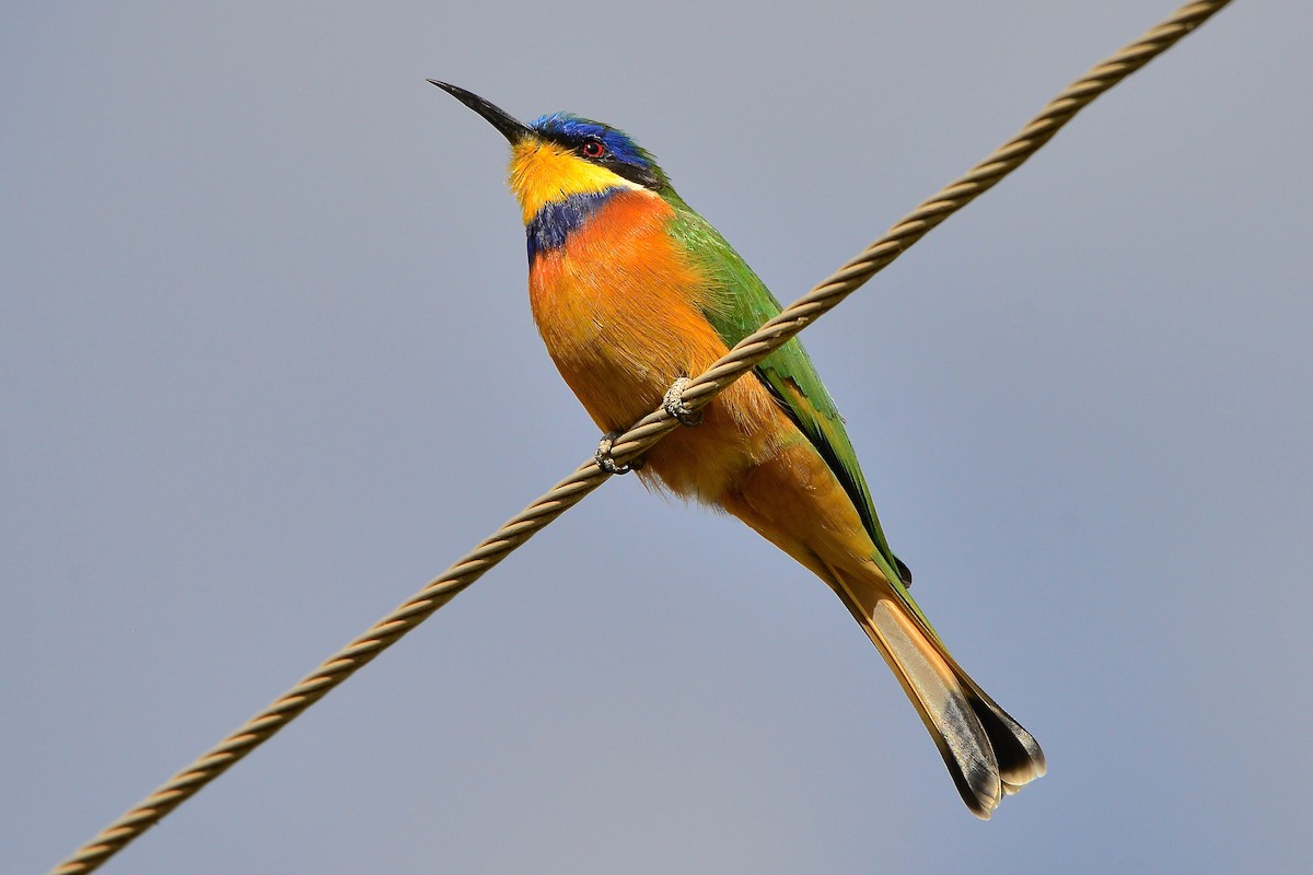 Ethiopian Bee-eater - Odd Helge Gilja