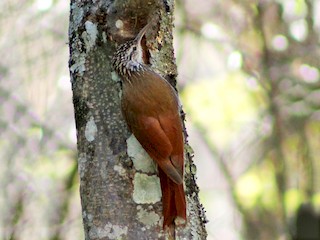  - White-striped Woodcreeper