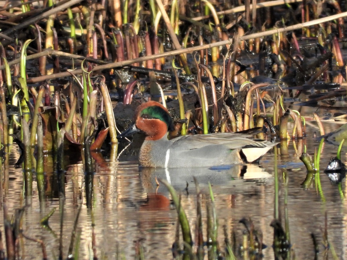 Green-winged Teal - ML429241231