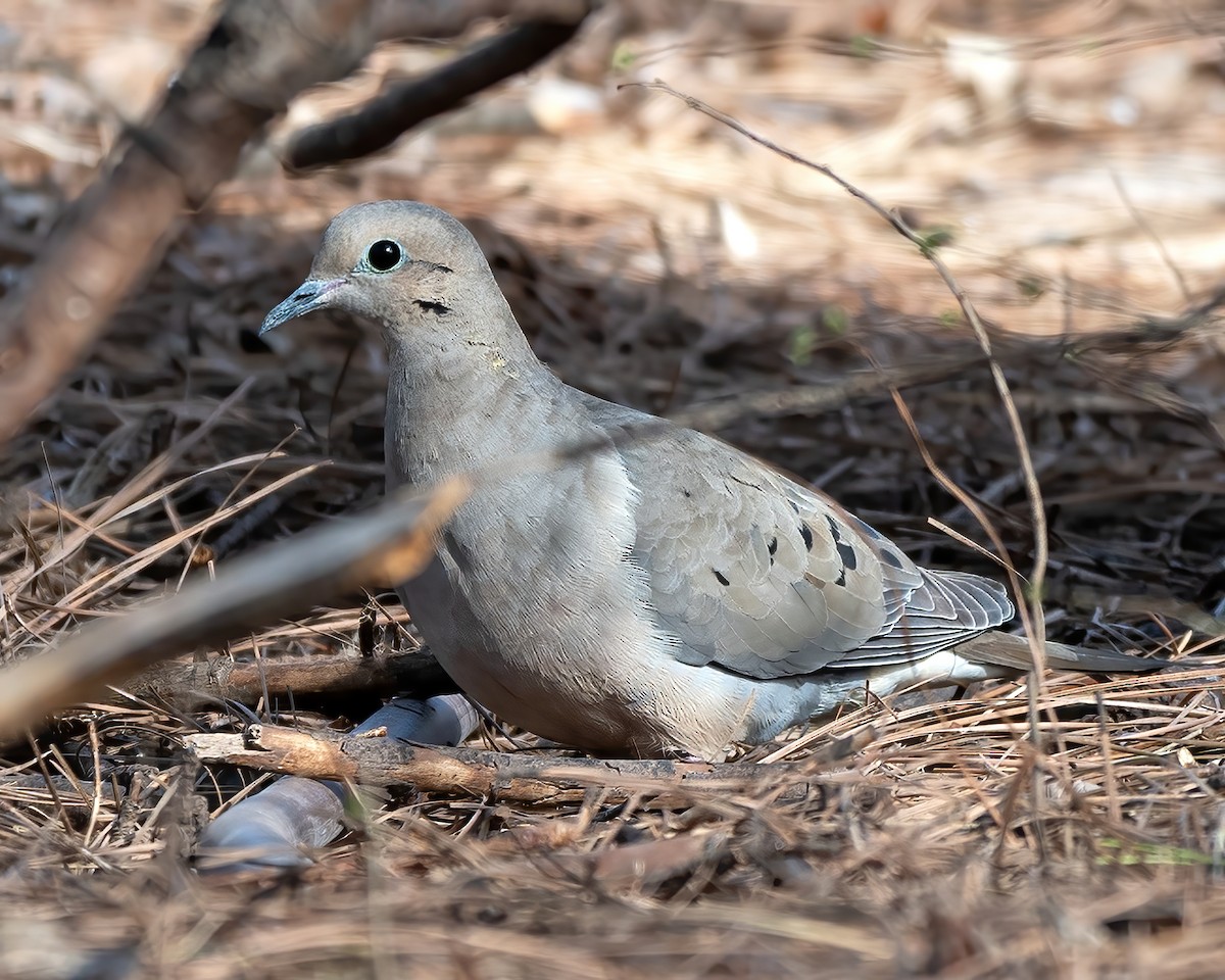 Mourning Dove - Mike Yough