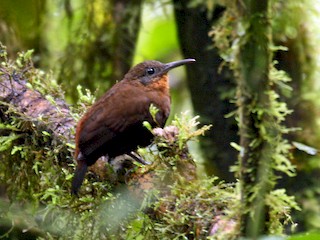 นกเต็มวัย (Andean) - Michael Woodruff - ML42925201