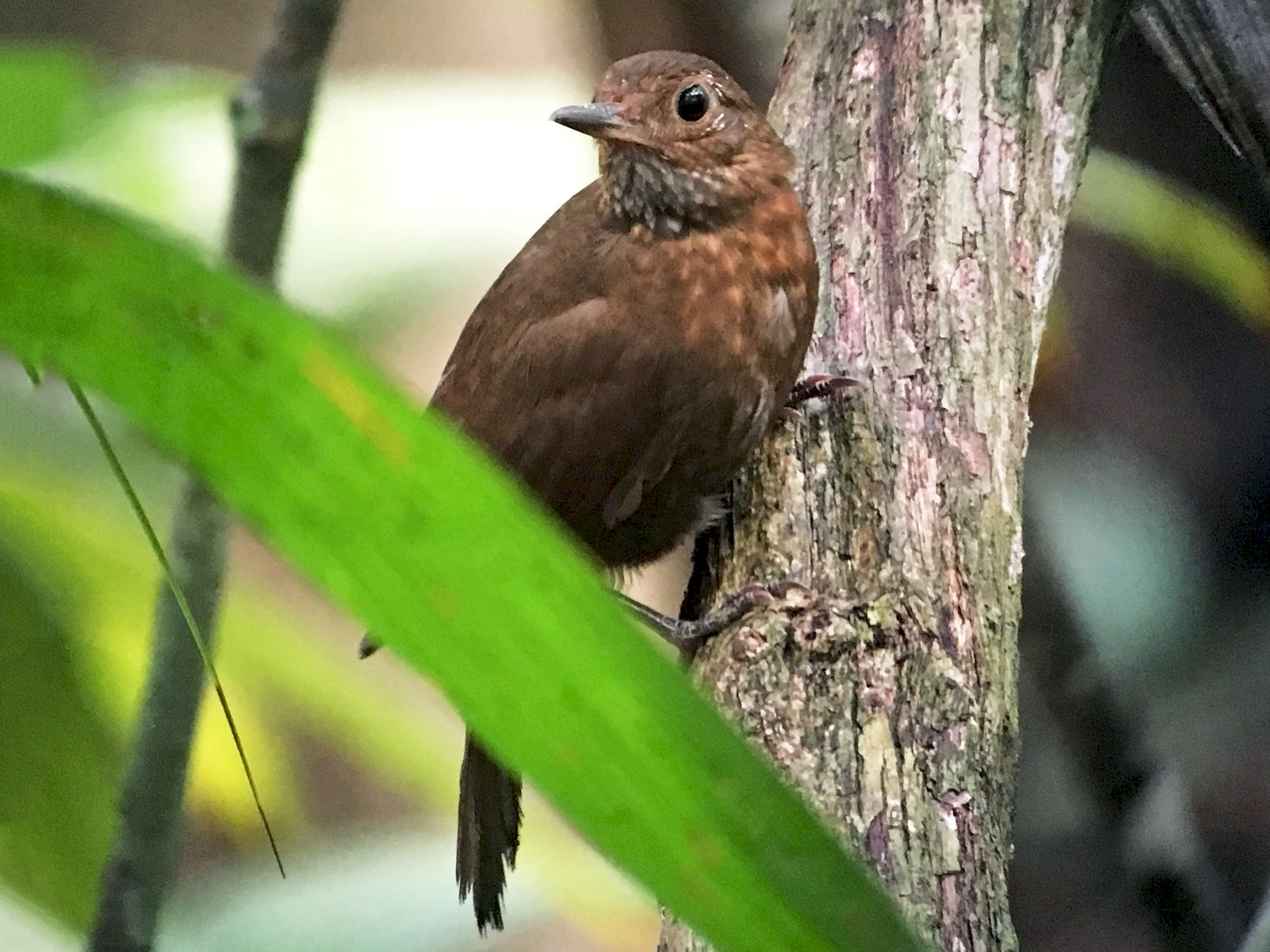 Scaly-throated Leaftosser - Carlos Bethancourt