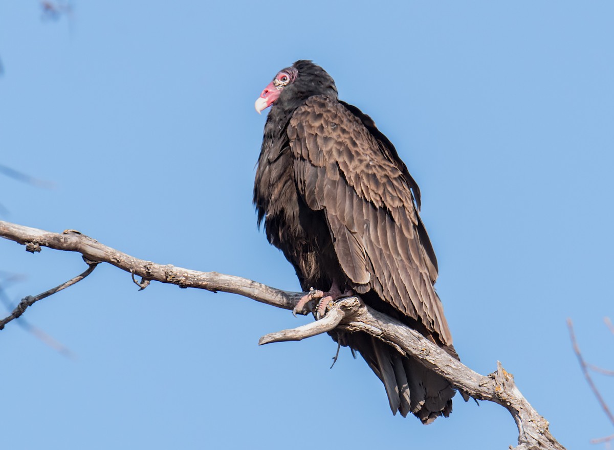 Turkey Vulture - ML429263541