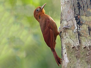  - Ruddy Woodcreeper