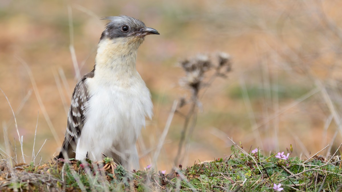 Great Spotted Cuckoo - ML429263761