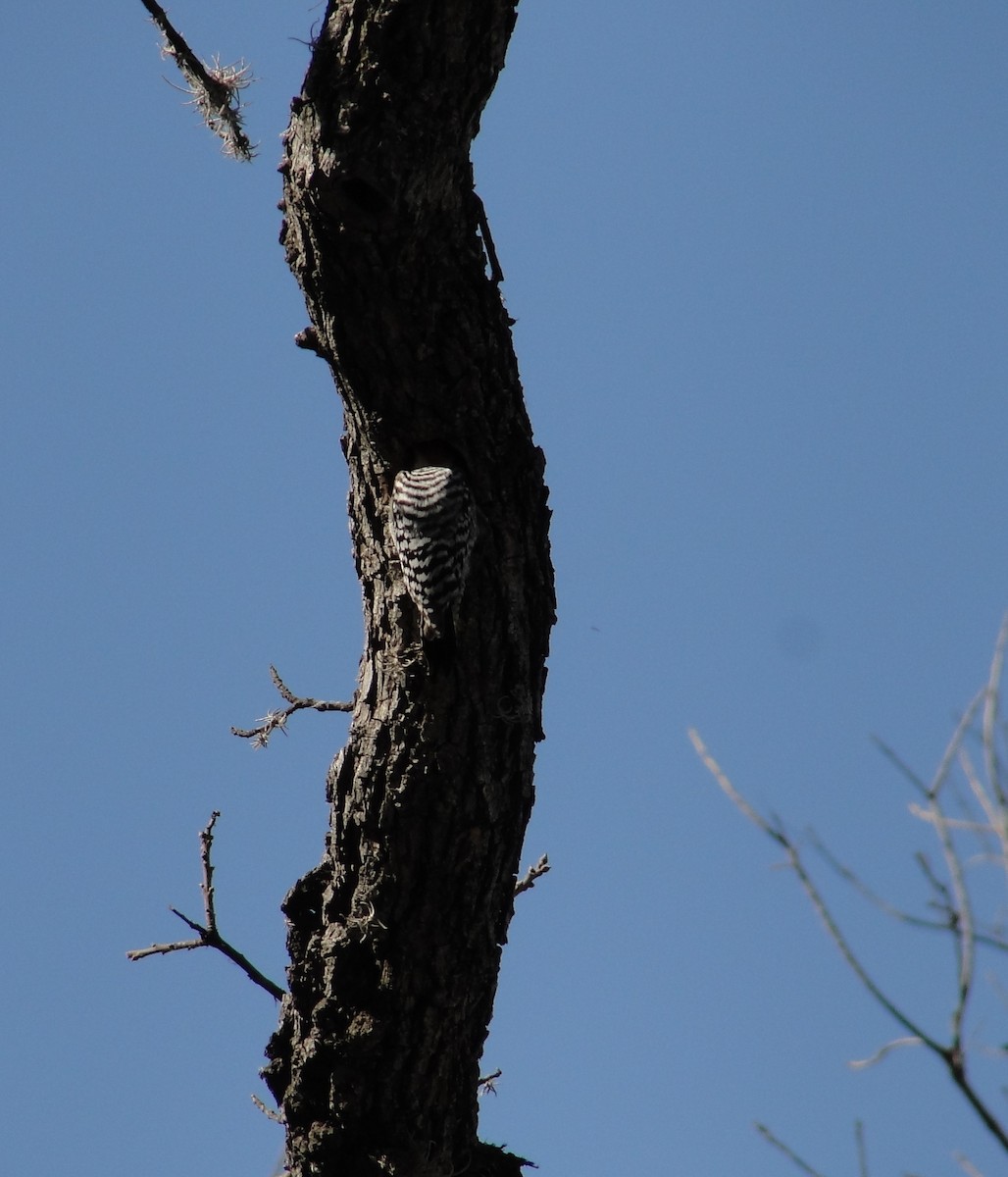 Ladder-backed Woodpecker - ML429265511