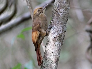  - Tawny-winged Woodcreeper