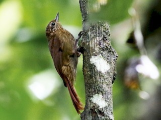  - Wedge-billed Woodcreeper