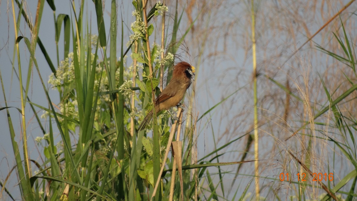 Black-breasted Parrotbill - ML42927971