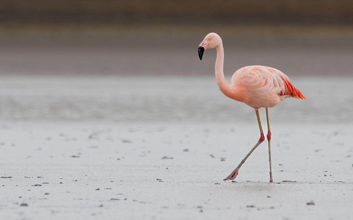 Chilean Flamingo - ML429280001