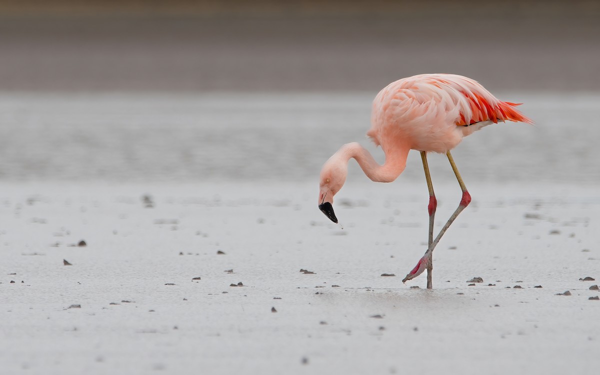 Şili Flamingosu - ML429280031