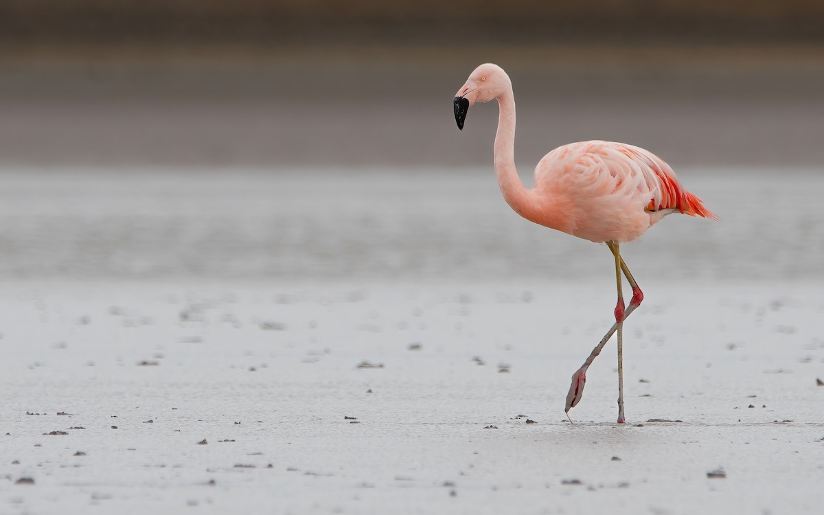 Chilean Flamingo - ML429280171